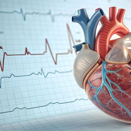Advanced Cardiovascular Risk Assessment (ApoB, Lp(a), CAC Scoring) Image